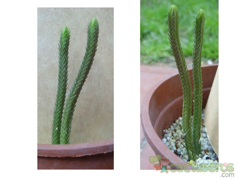 Una foto de Crassula muscosa