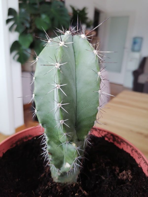 A photo of Polaskia chichipe
