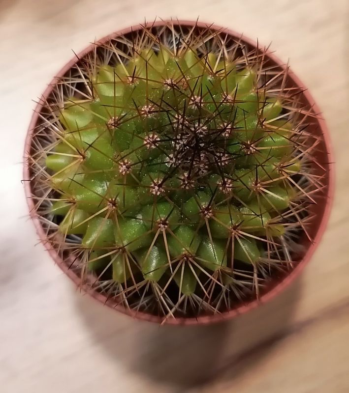 Foto de un cactus que se está identificando actualmente