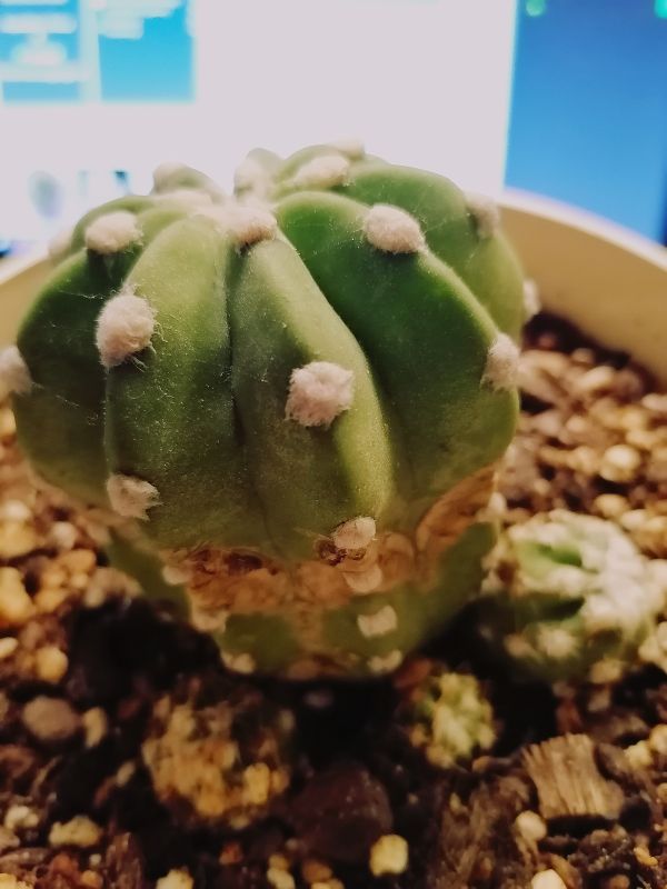 A photo of Echinopsis subdenudata