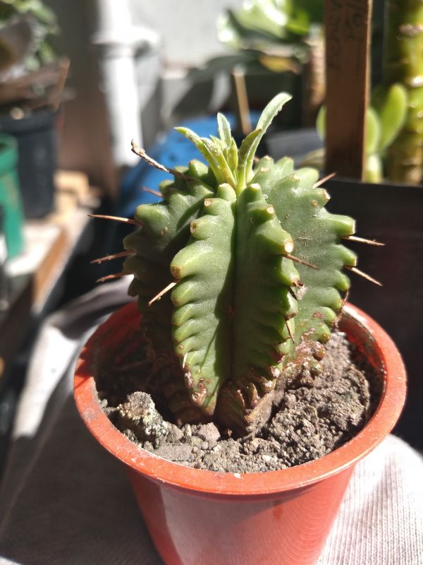 Foto de un cactus que se está identificando actualmente