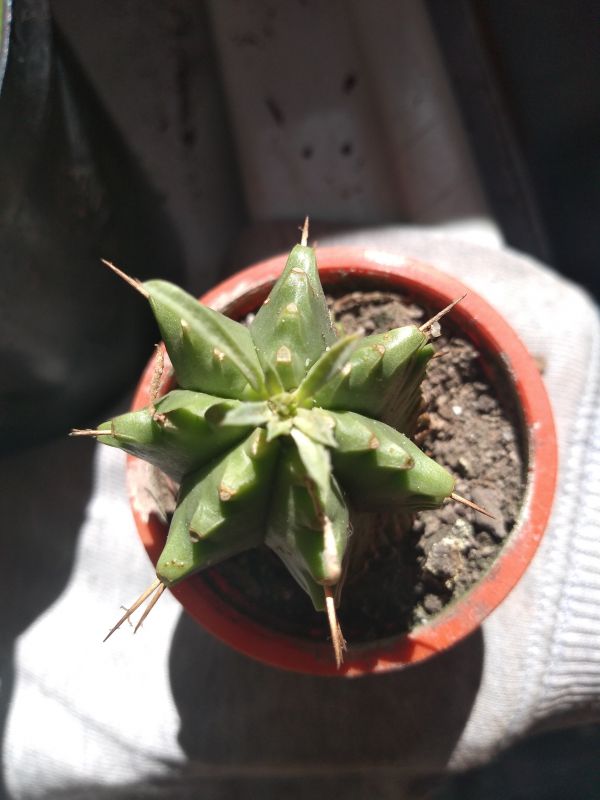 Foto de un cactus que se está identificando actualmente