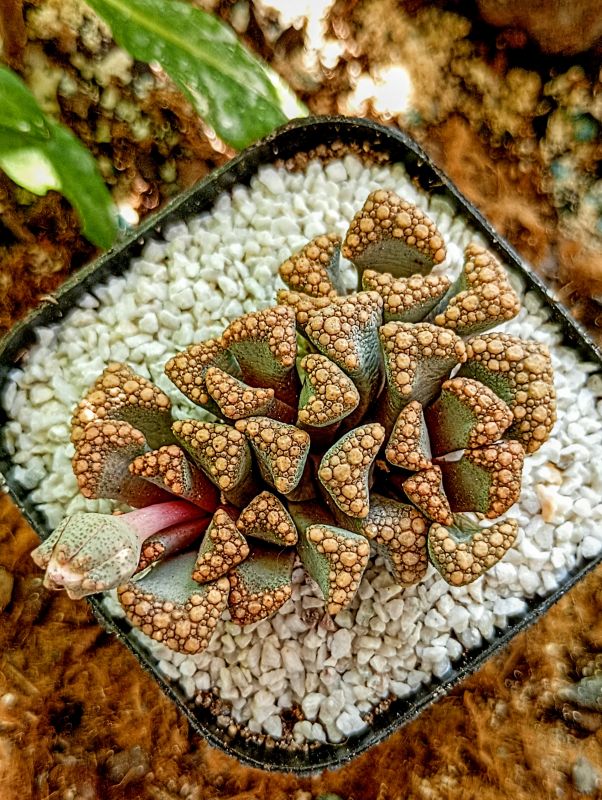 Foto de un cactus que se está identificando actualmente