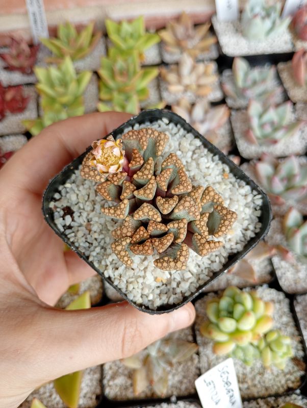 Foto de un cactus que se está identificando actualmente