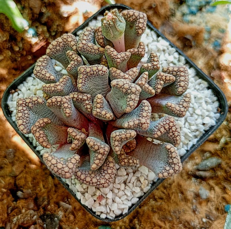 Una foto de Titanopsis hugo-schlechteri  