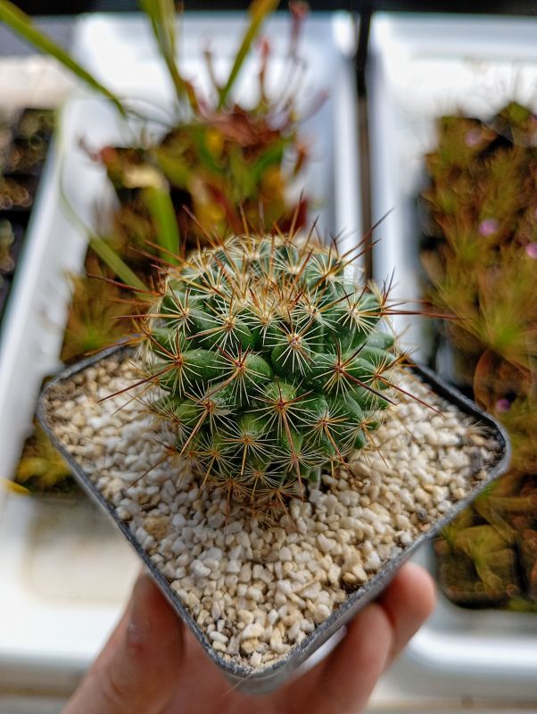 Foto de un cactus que se está identificando actualmente