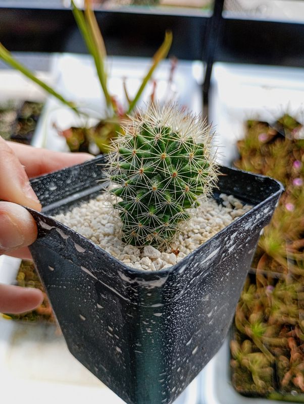 A photo of Mammillaria backebergiana ssp. backebergiana