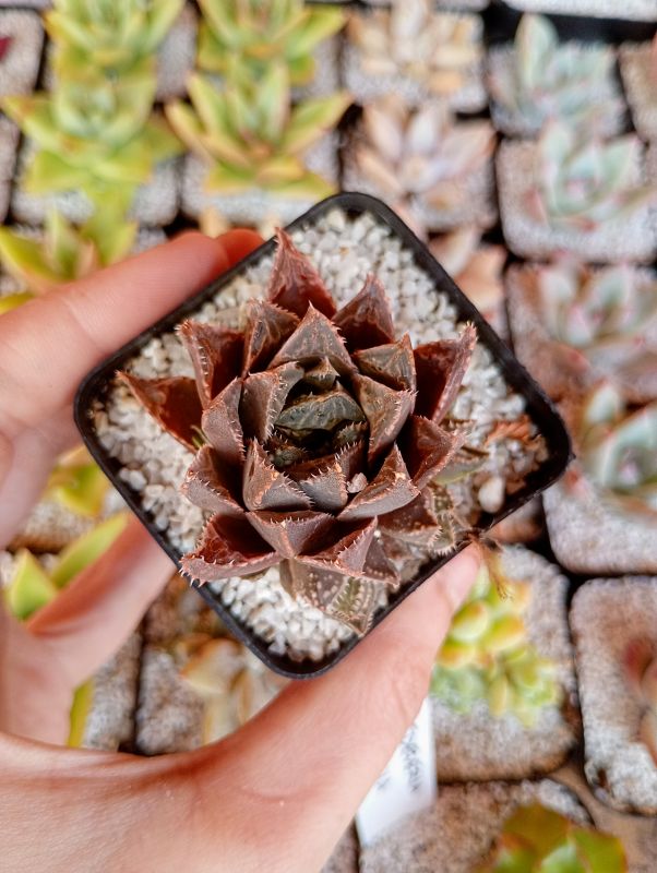 Photo of a cactus currently being identified