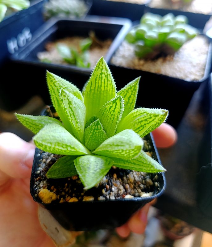Photo of a cactus currently being identified