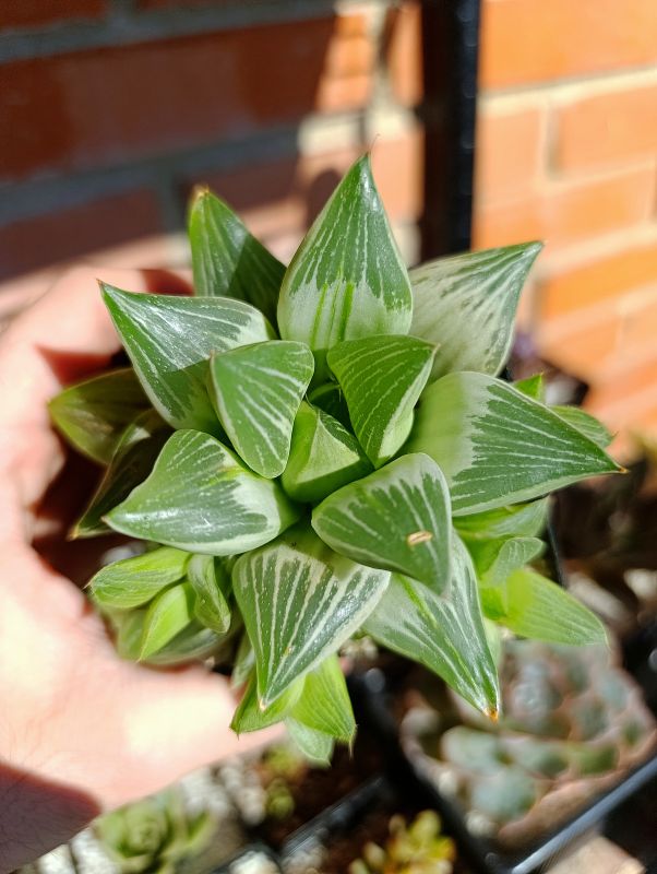 Photo of a cactus currently being identified