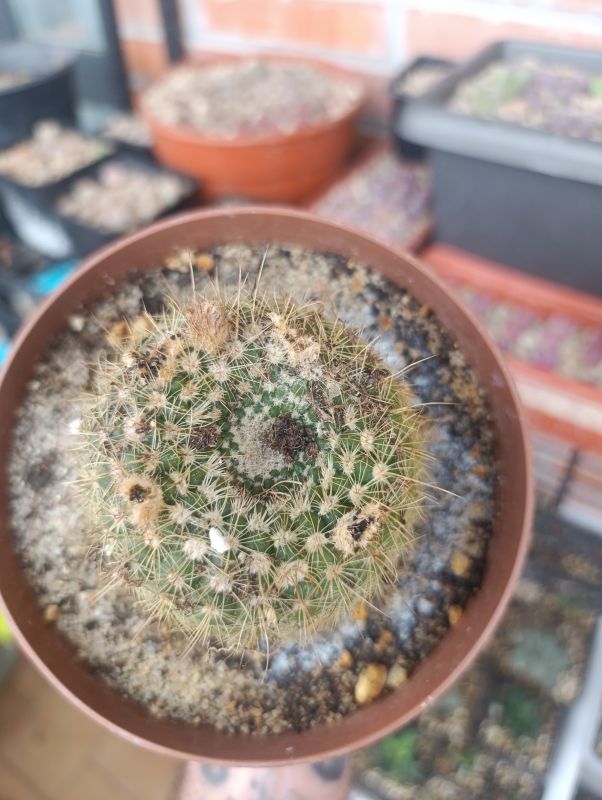 Foto de un cactus que se está identificando actualmente
