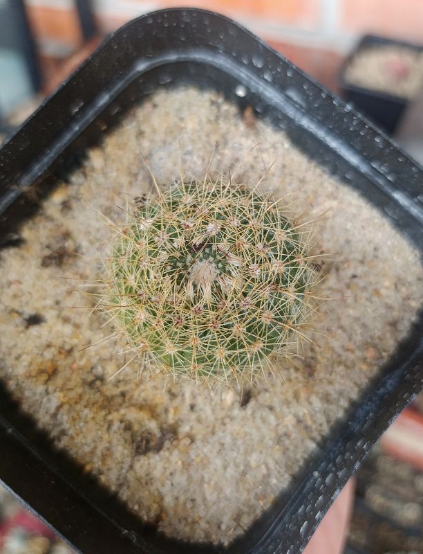 Foto de un cactus que se está identificando actualmente