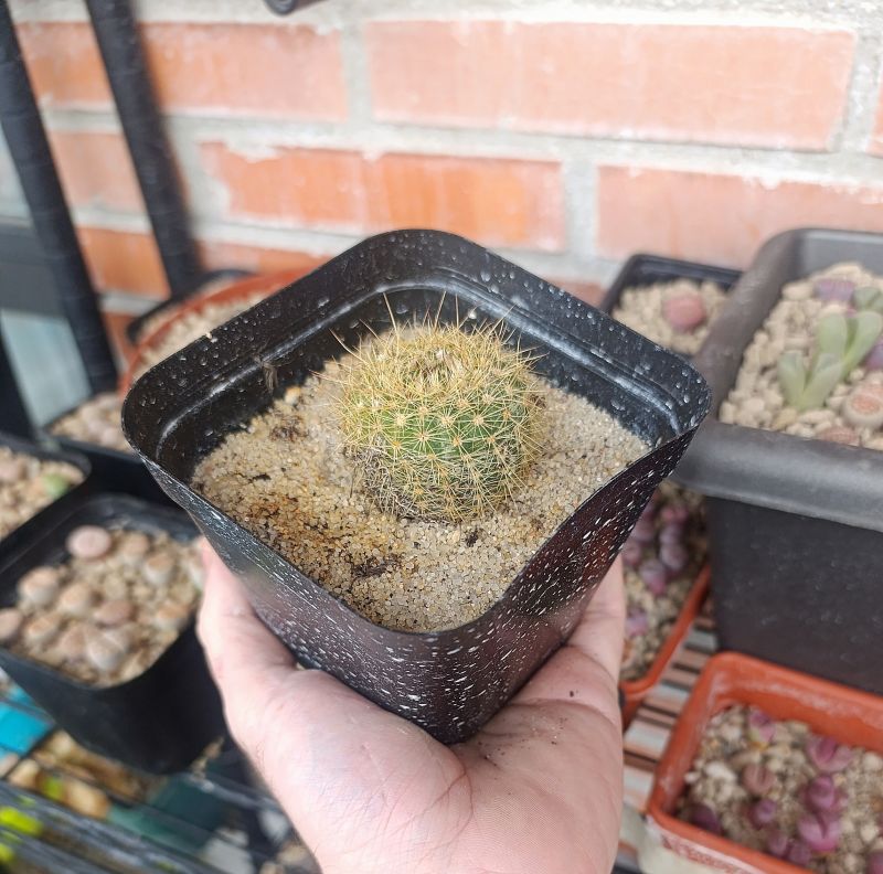 Foto de un cactus que se está identificando actualmente