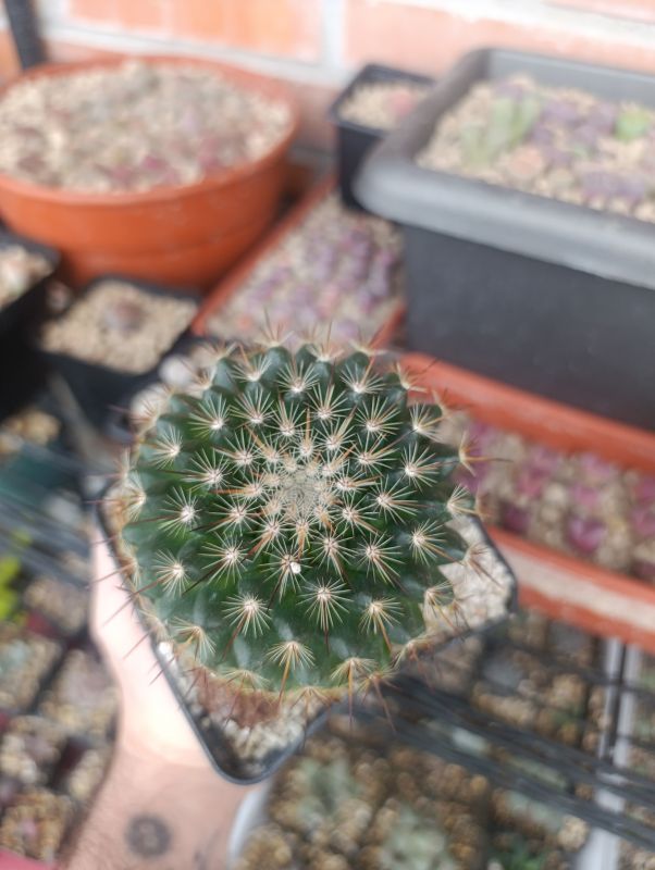 Foto de un cactus que se está identificando actualmente