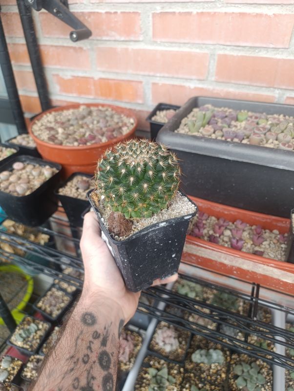 Foto de un cactus que se está identificando actualmente