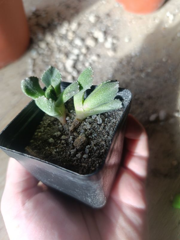 Foto de un cactus que se está identificando actualmente