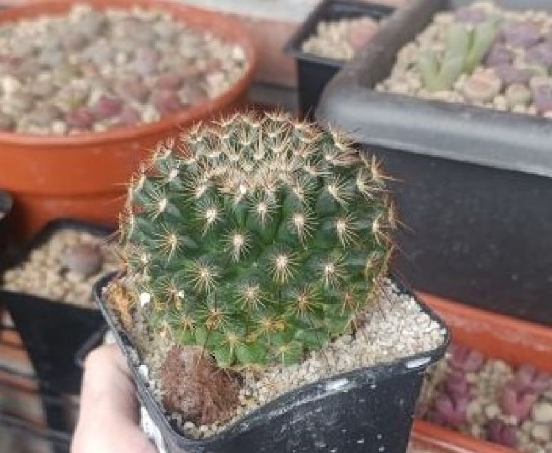 Photo of a cactus currently being identified