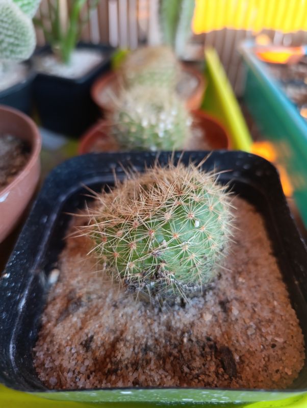 Photo of a cactus currently being identified