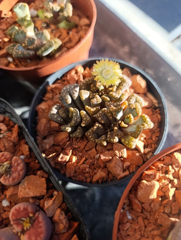 Photo of a cactus currently being identified