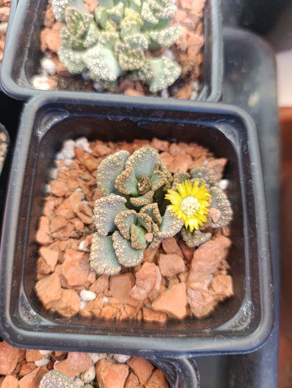 Photo of a cactus currently being identified