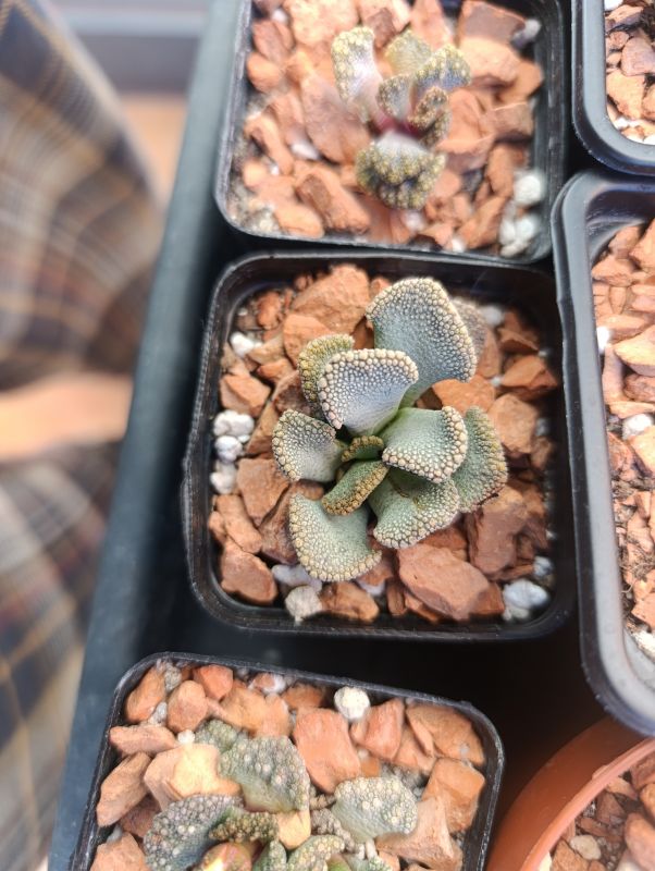 Photo of a cactus currently being identified