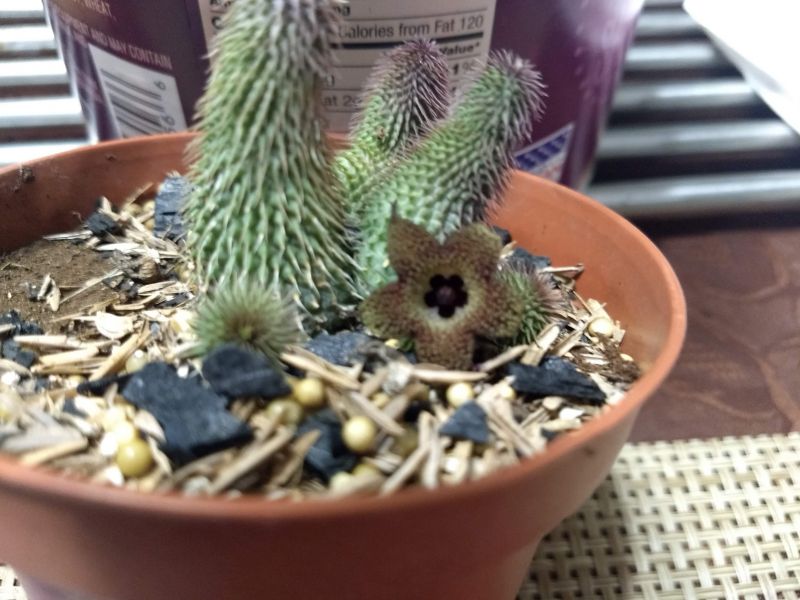 Una foto de Huernia pillansii