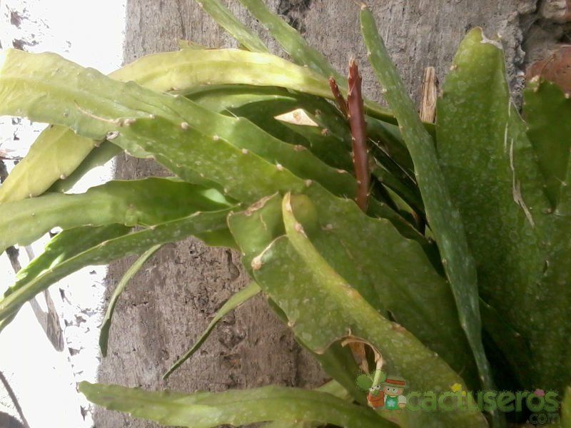 Una foto de Epiphyllum Spiritu Santo