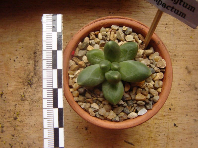 Una foto de Pachyphytum compactum