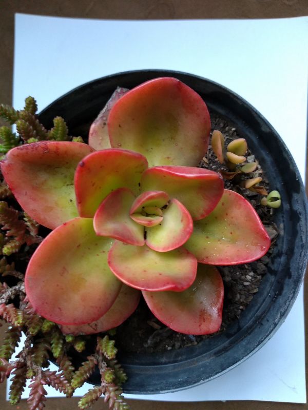 Una foto de Echeveria Kakurei (HIBRIDO)