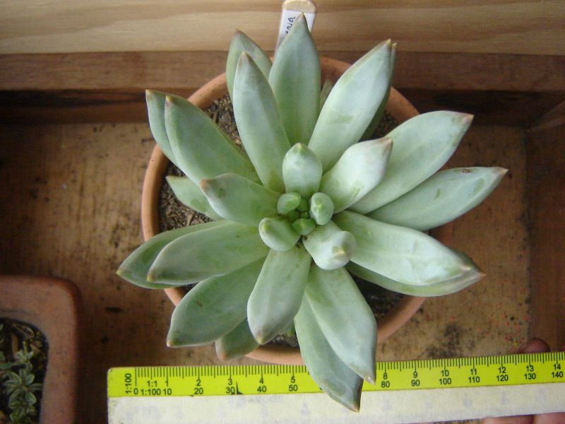A photo of Pachyveria glauca (Pachyphytum hookeri x Echeveria sp.) (HIBRIDO)
