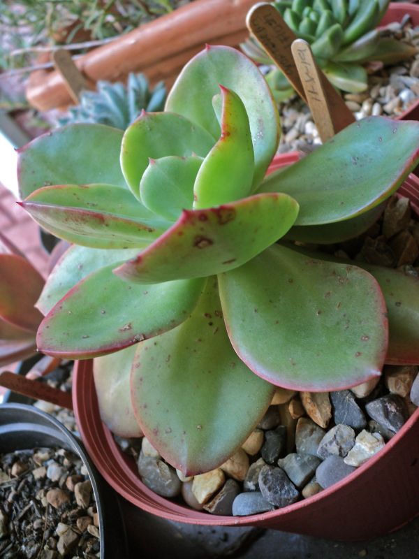 Una foto de Echeveria Kakurei (HIBRIDO)