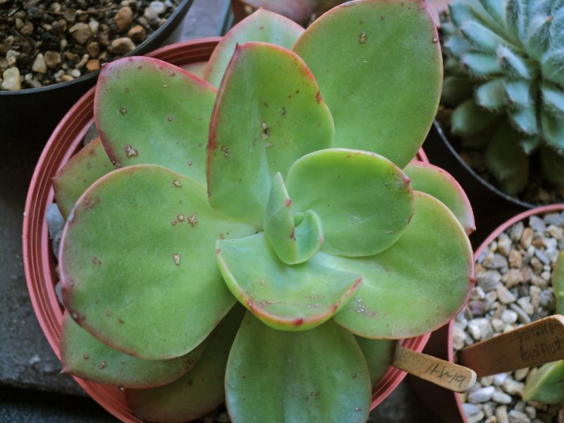Una foto de Echeveria Kakurei (HIBRIDO)