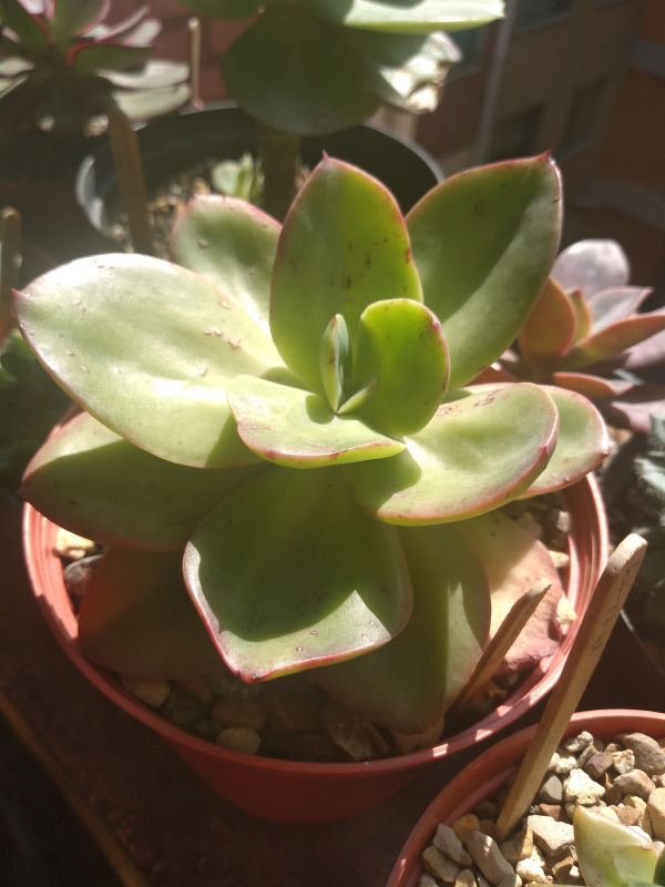 Una foto de Echeveria Kakurei (HIBRIDO)