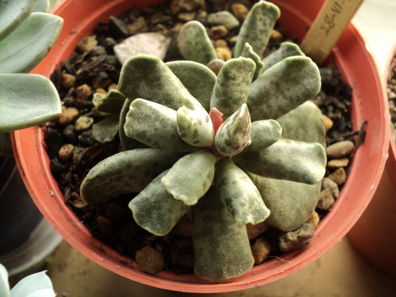 Una foto de Adromischus cooperi