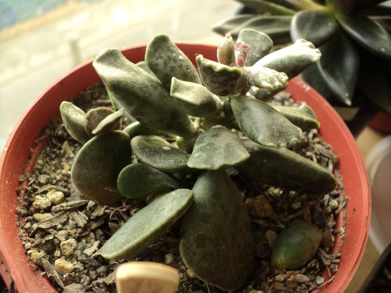Una foto de Adromischus cooperi
