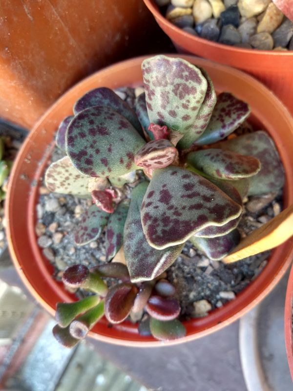 Una foto de Adromischus cooperi