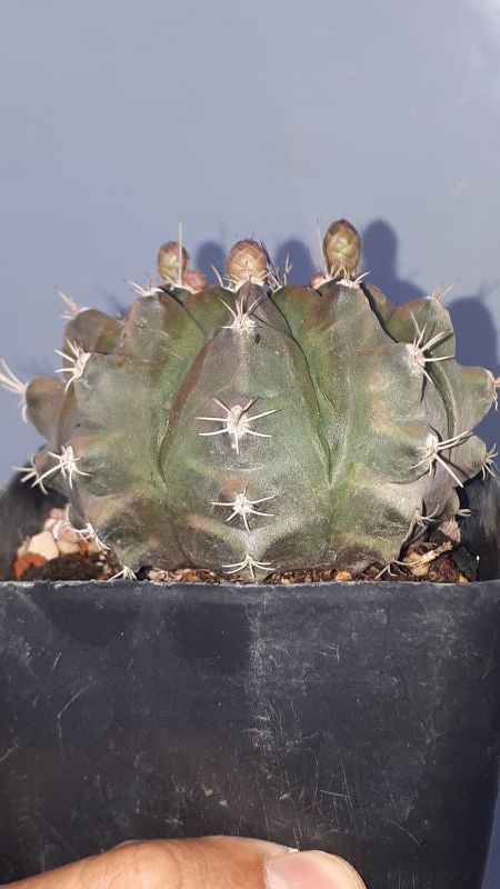 Foto de un cactus que se está identificando actualmente