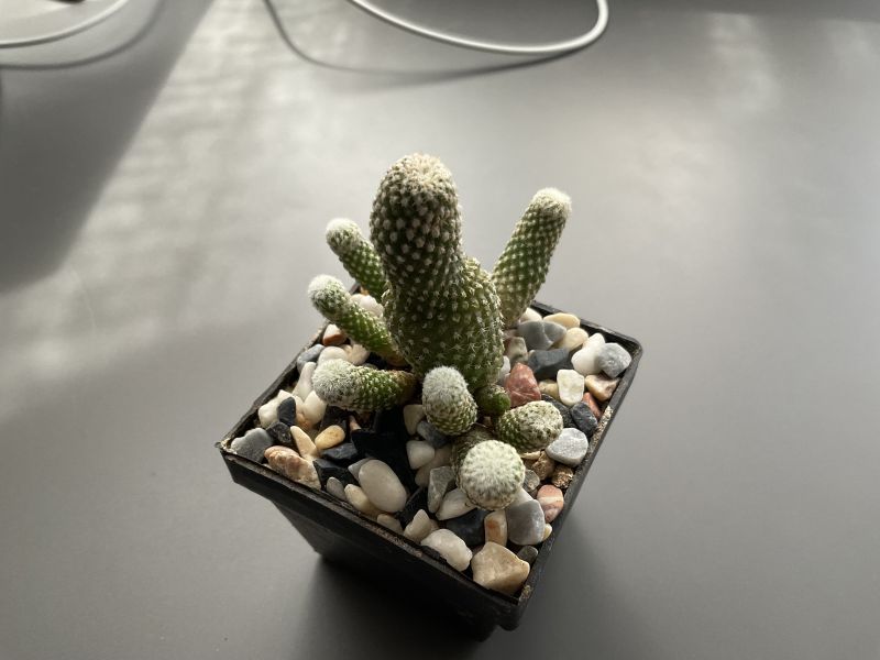 Foto de un cactus que se está identificando actualmente