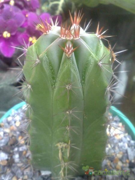 Una foto de Polaskia chichipe