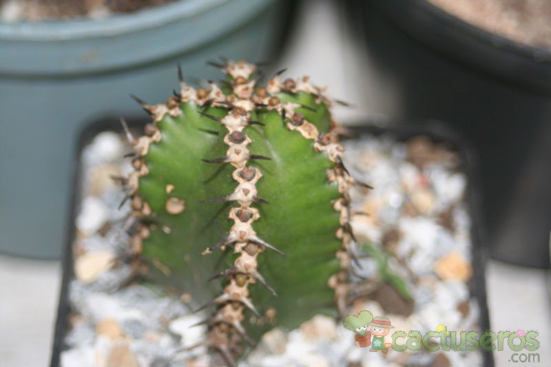 Una foto de Euphorbia polyacantha