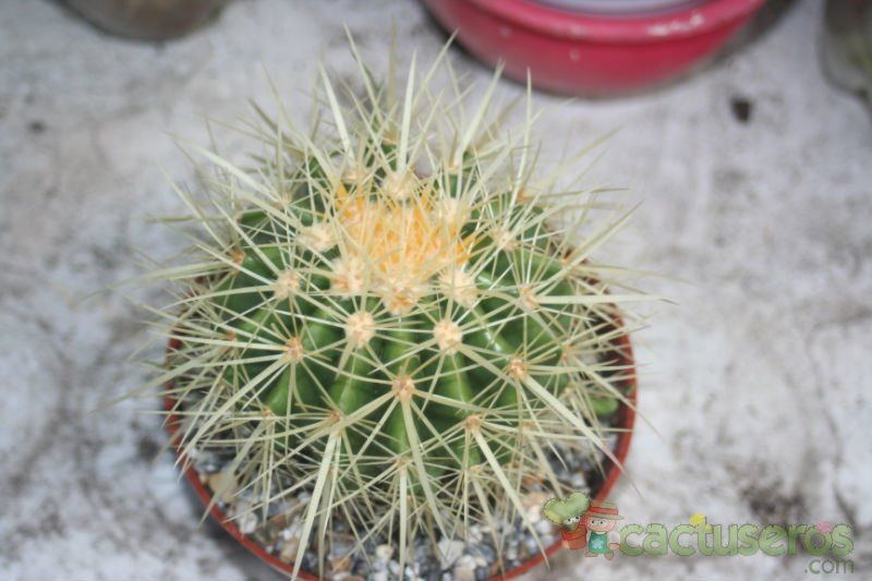 A photo of Echinocactus grusonii