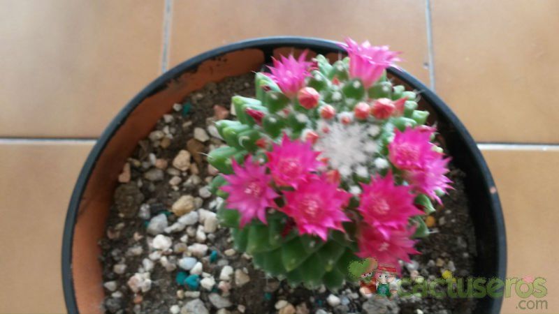 Una foto de Mammillaria polythele fma. inermis