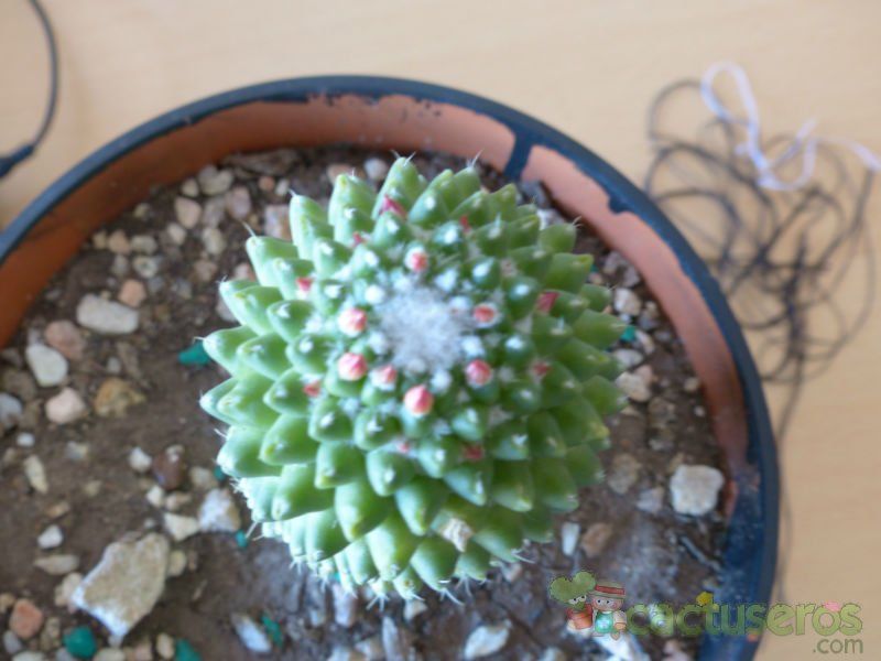 Una foto de Mammillaria polythele fma. inermis