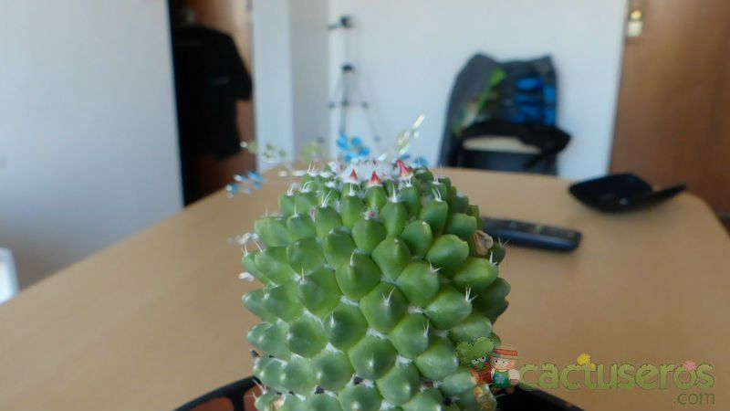 Una foto de Mammillaria polythele fma. inermis