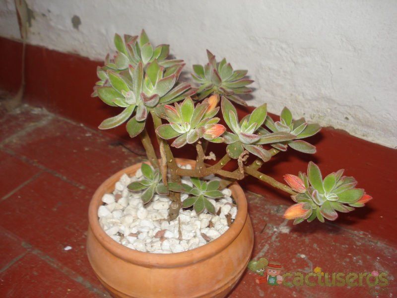 A photo of Echeveria pulvinata