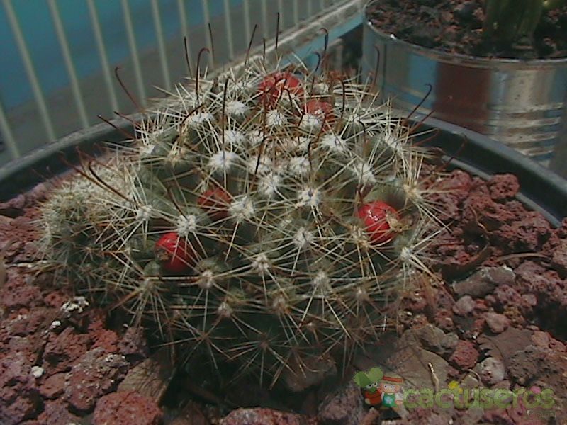 Una foto de Mammillaria mainiae
