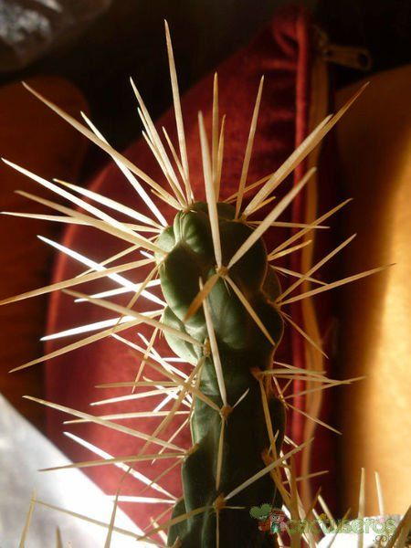 Una foto de Cylindropuntia tunicata