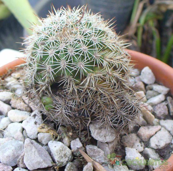 A photo of Echinocereus pectinatus var. wenigeri