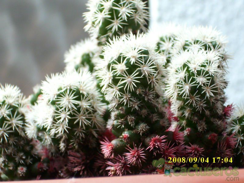 A photo of Mammillaria gracilis cv. Arizona Snowcap