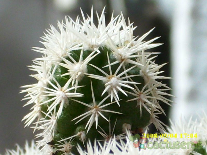 A photo of Mammillaria gracilis cv. Arizona Snowcap